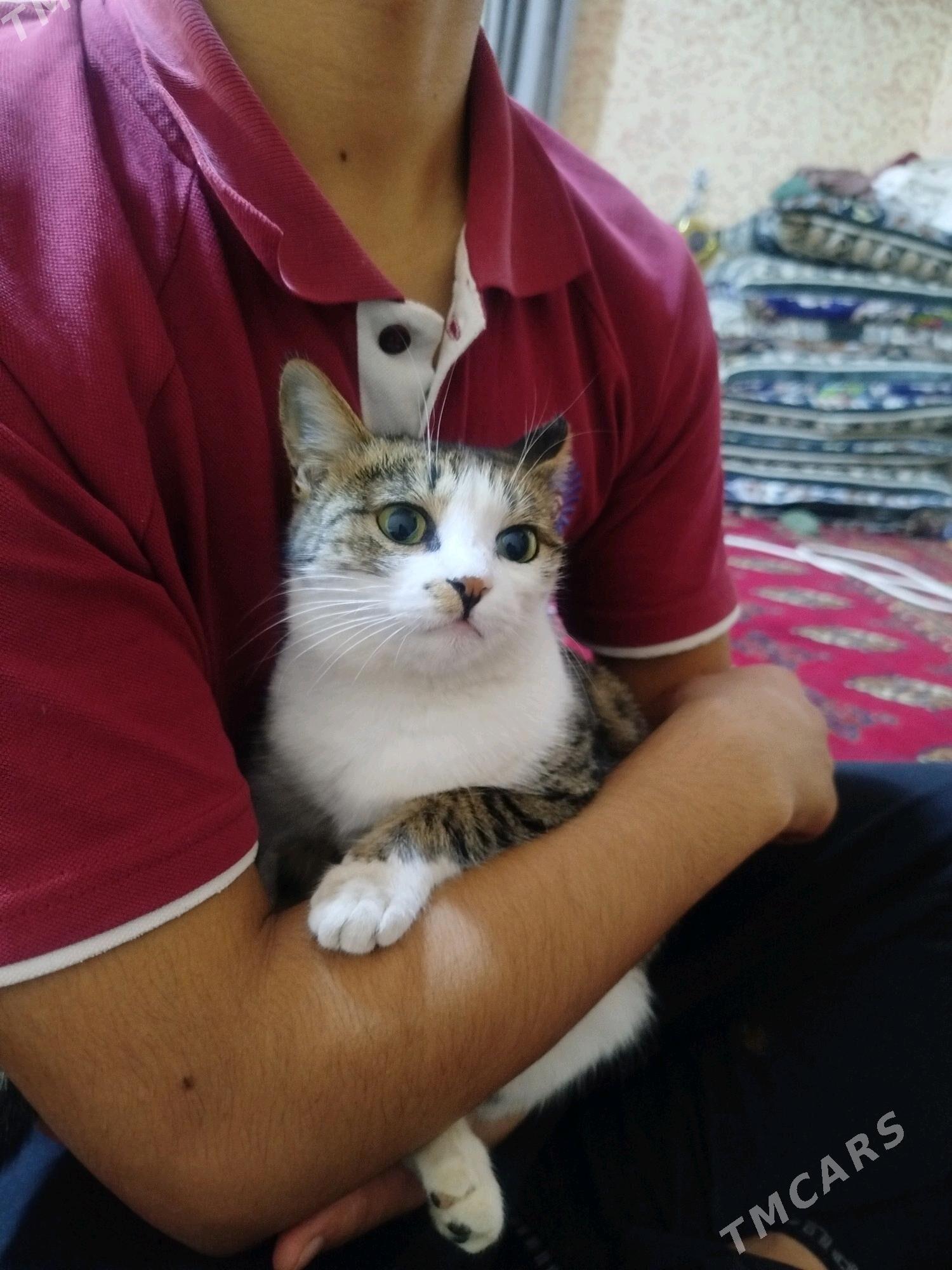 pişik  - Daşoguz - img 9