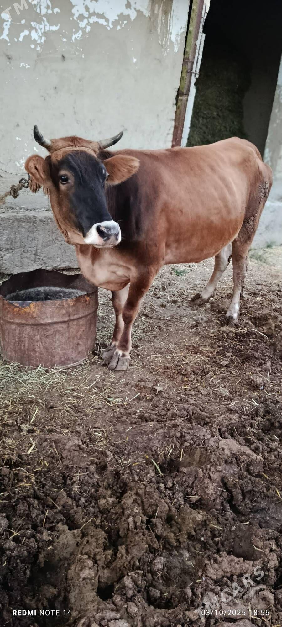 Sygyr - Гёкдепе - img 2