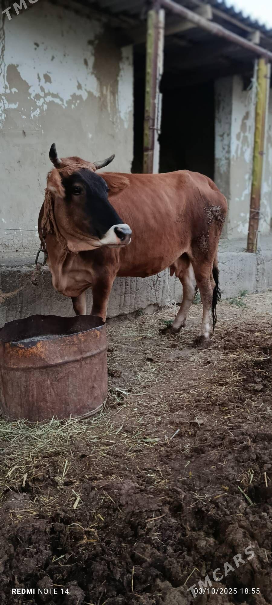 Sygyr - Гёкдепе - img 3