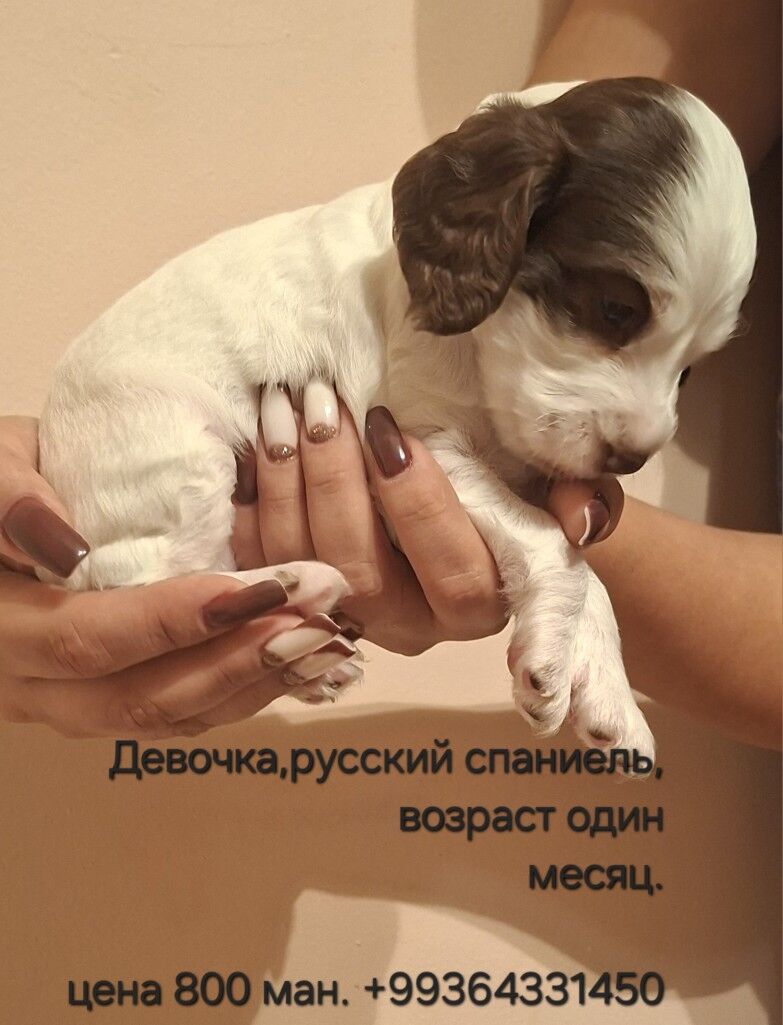 Щенок русский спаниель - Aşgabat - img 4