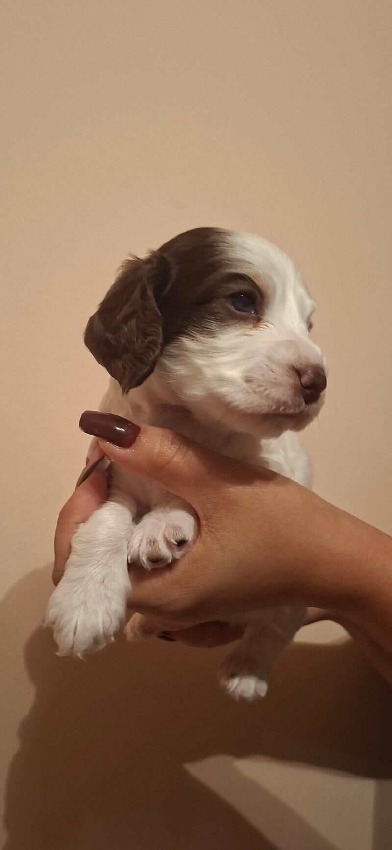 Щенок русский спаниель - Aşgabat - img 5