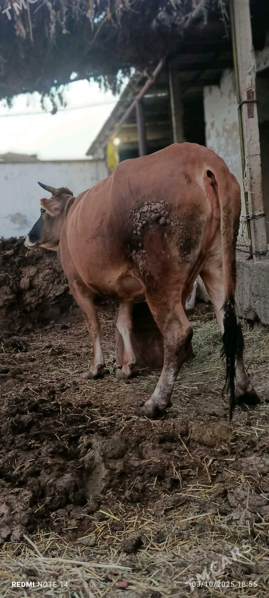 Sygyr - Гёкдепе - img 4