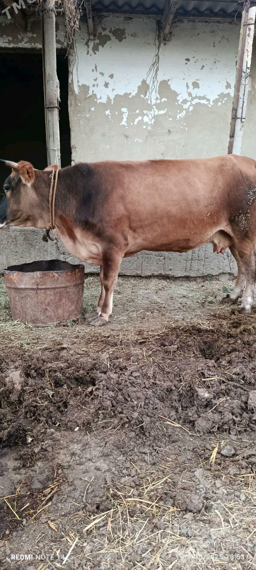 Sygyr - Гёкдепе - img 5