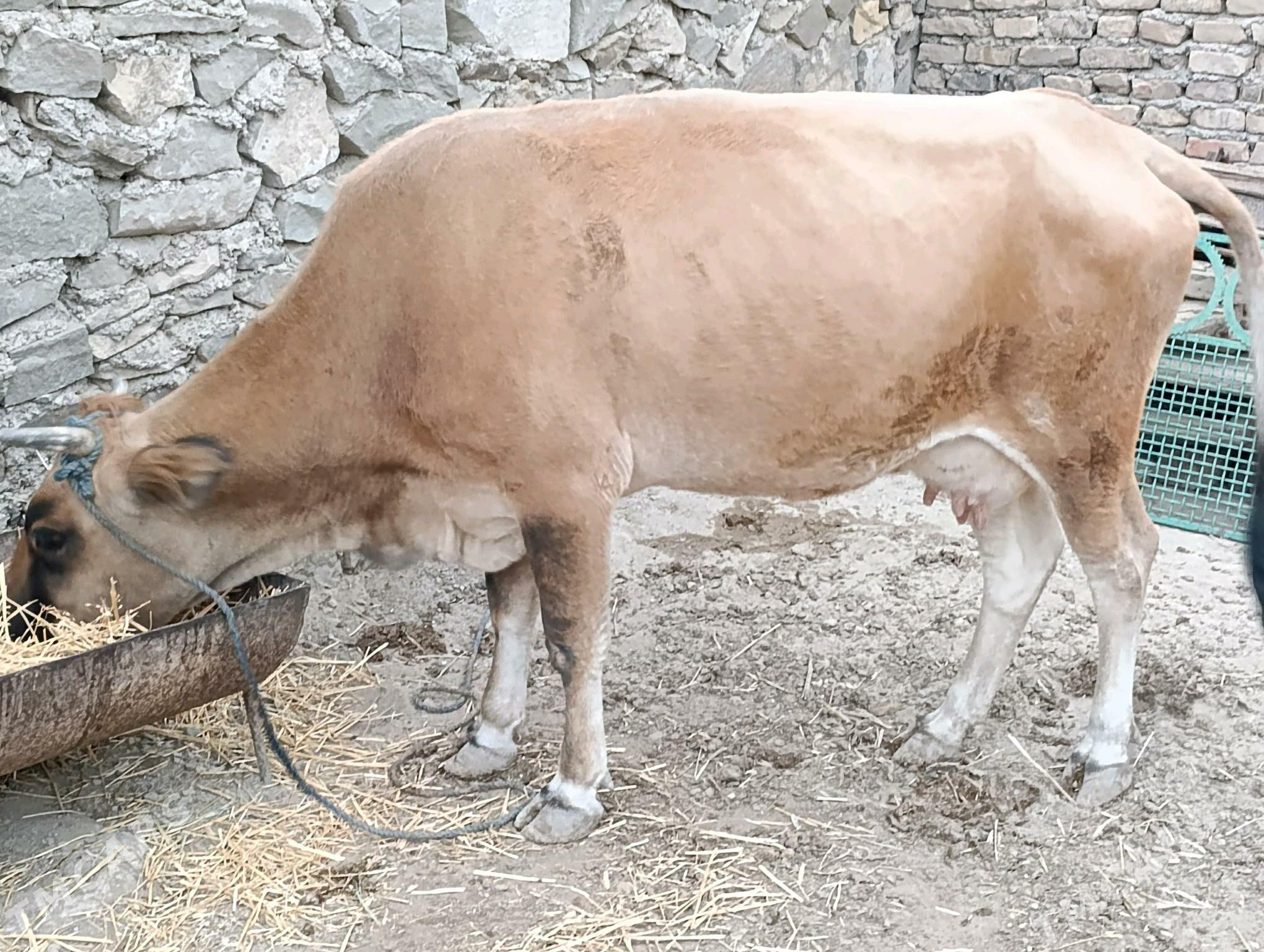 Göleli sygyr - Bereket - img 2