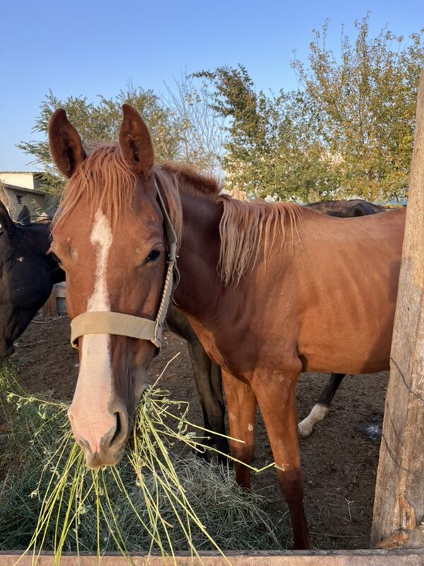 Ат - Arzuw - img 3