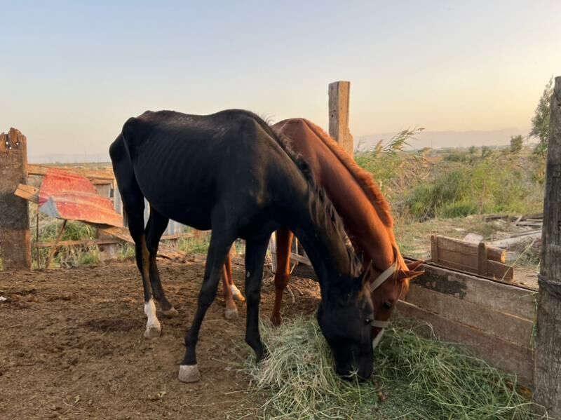 Ат - Arzuw - img 2