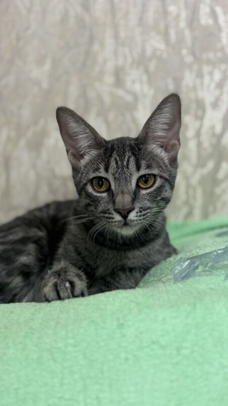 Девочка подросток - Ашхабад - img 3