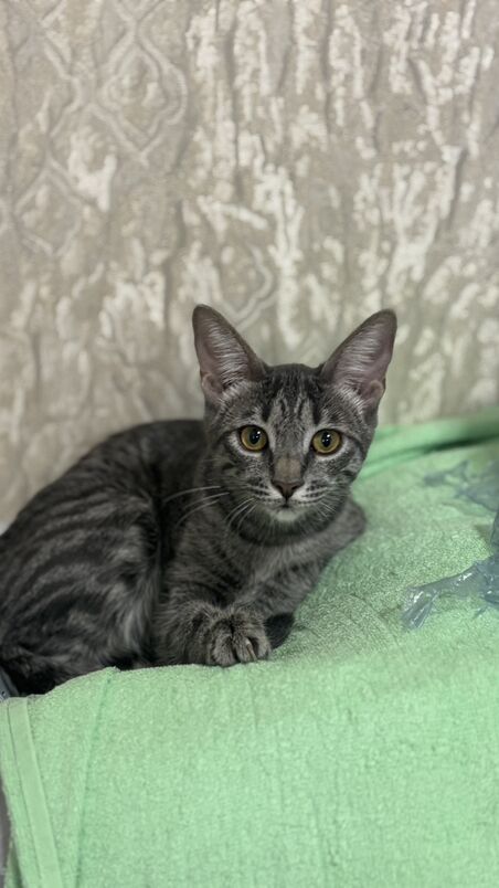 Девочка подросток - Ашхабад - img 2