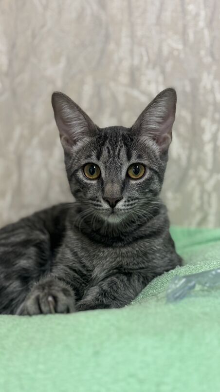 Девочка подросток - Ашхабад - img 1