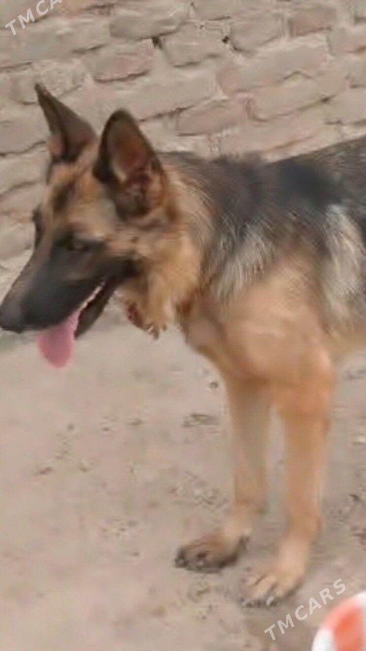 ПРОПАЛО СОБАКА ИТ ЙИТТИ. - Туркменабат - img 3