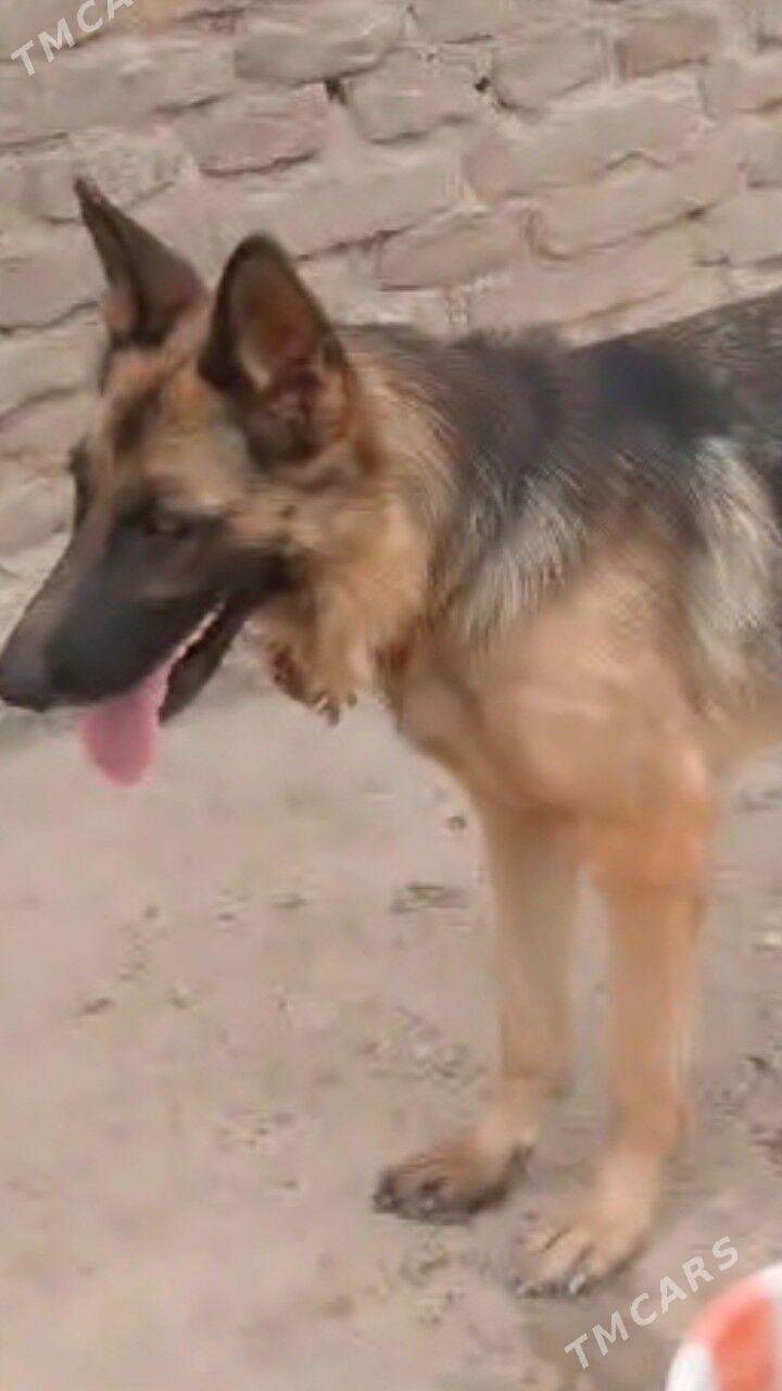 ПРОПАЛО СОБАКА ИТ ЙИТТИ. - Туркменабат - img 1