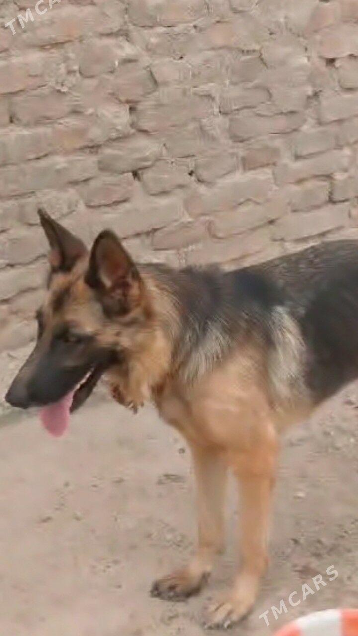 ПРОПАЛО СОБАКА ИТ ЙИТТИ. - Туркменабат - img 2