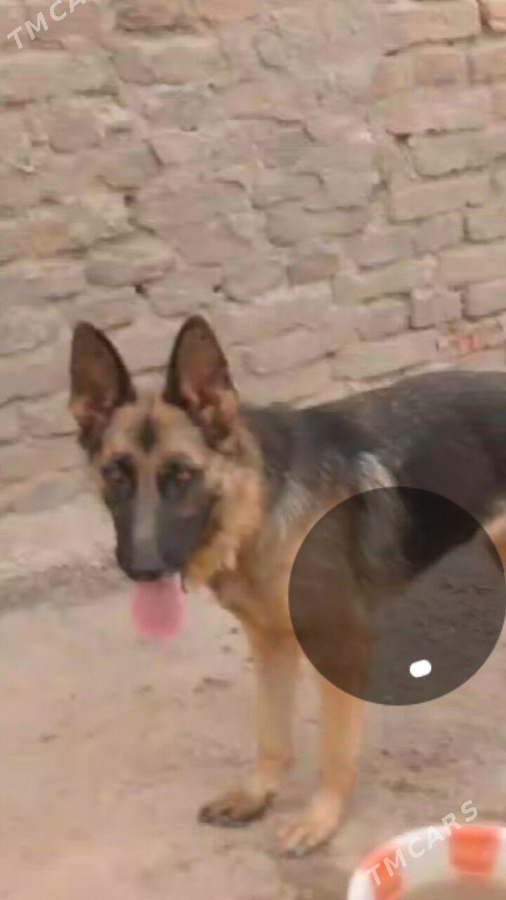 ПРОПАЛО СОБАКА ИТ ЙИТТИ. - Туркменабат - img 4