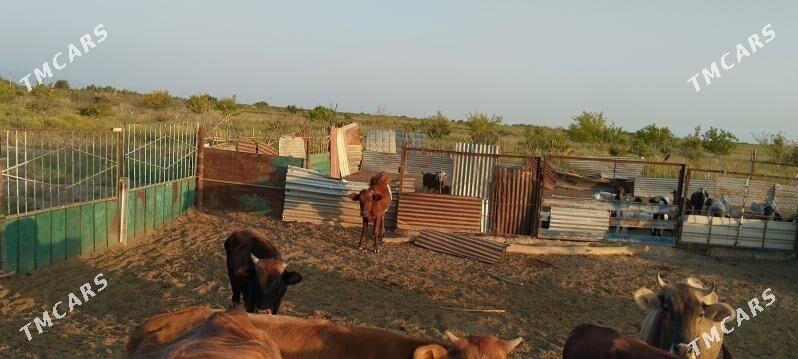 ере партнёр герек - Bäherden - img 4