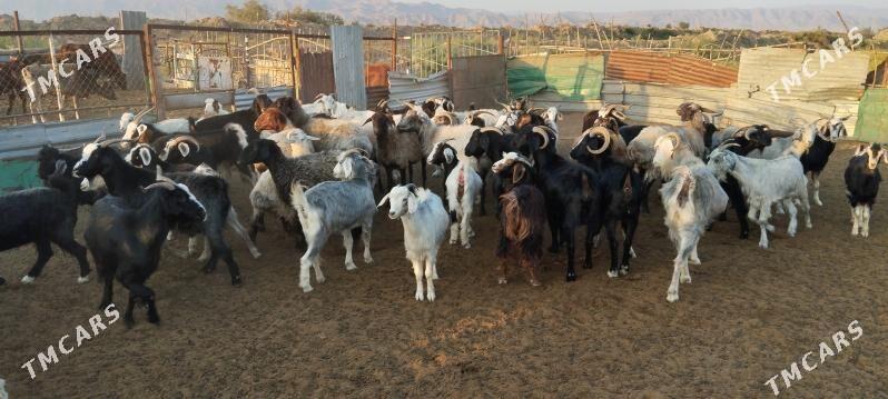 ере партнёр герек - Bäherden - img 5