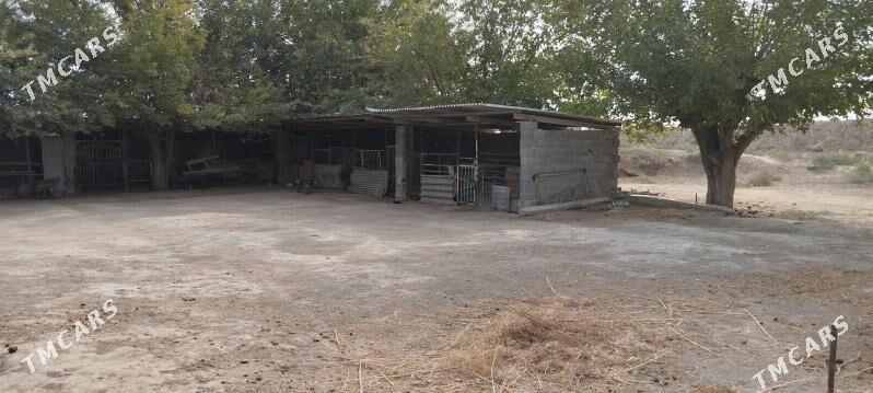 ере партнёр герек - Bäherden - img 6