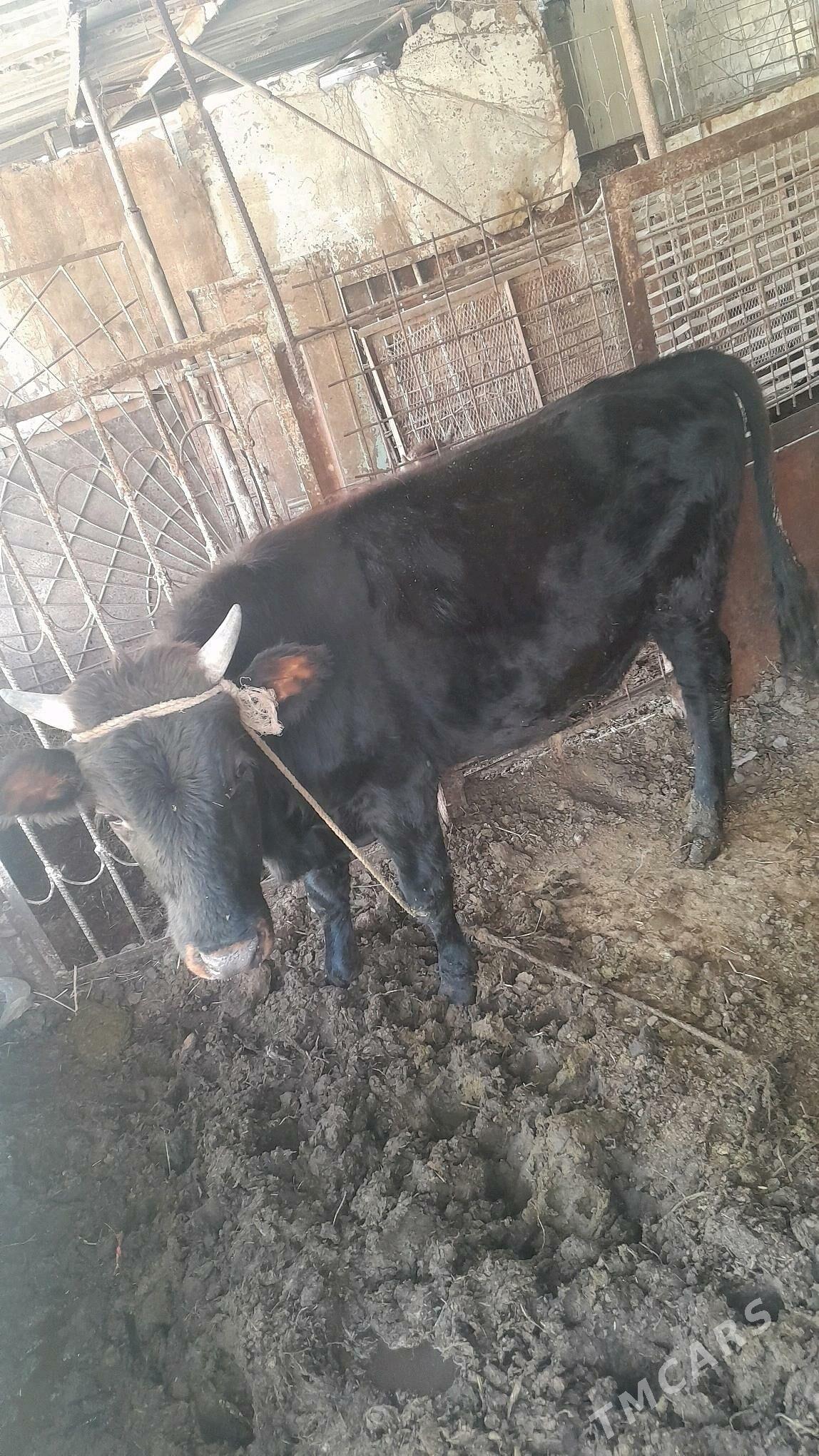 okuz - Büzmeýin GRES - img 3