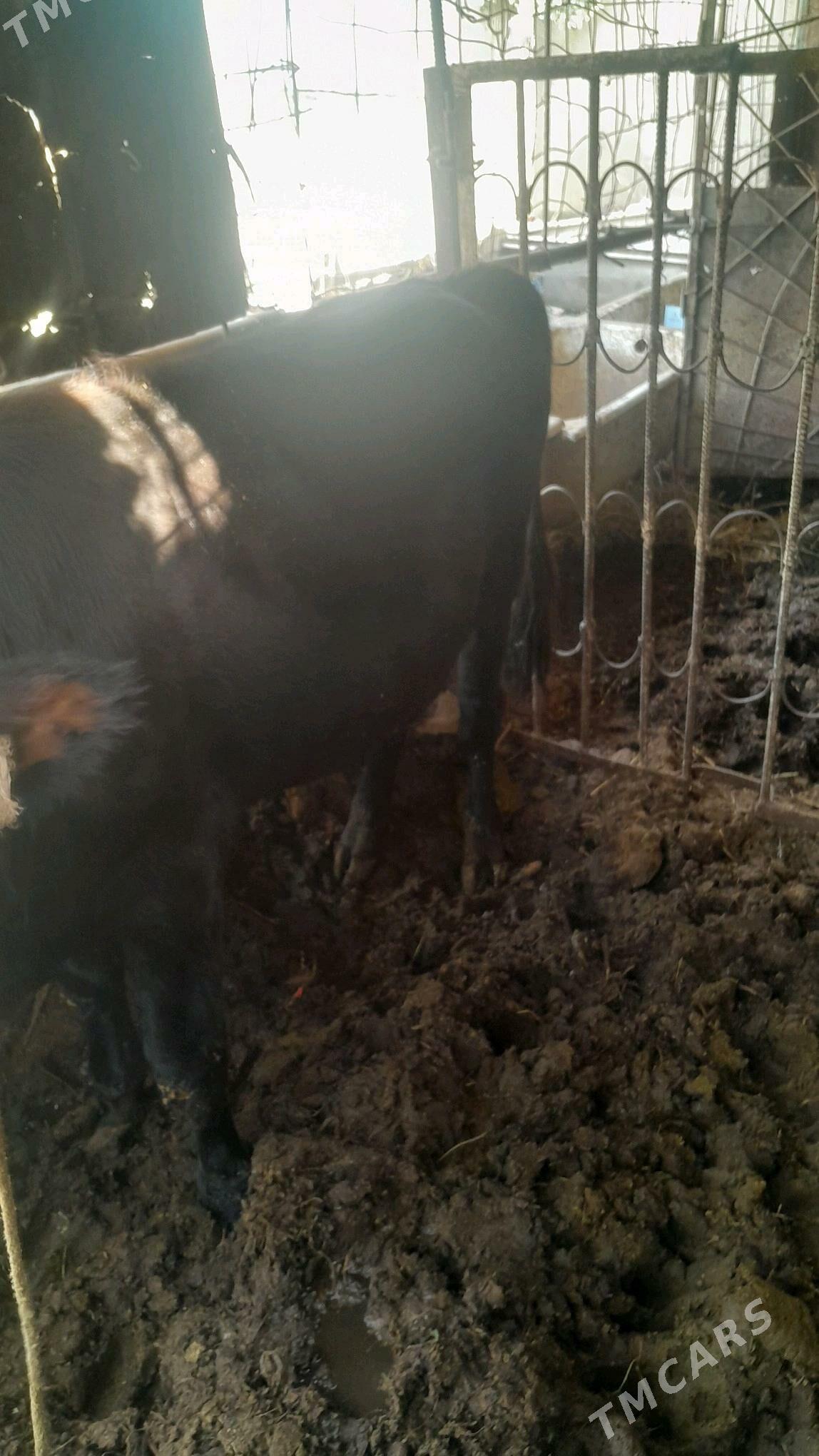 okuz - Büzmeýin GRES - img 2