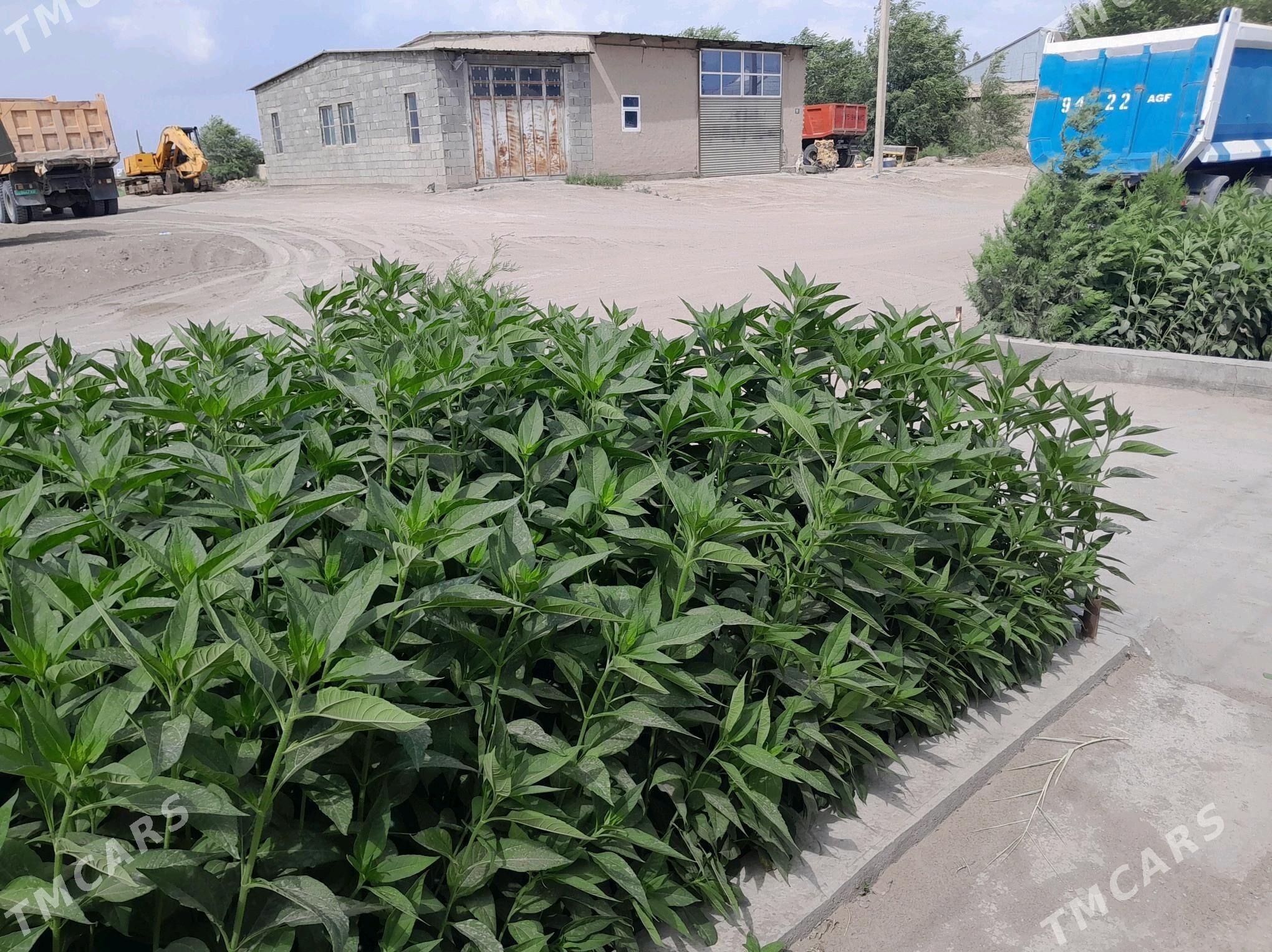 satlyk jay - Кёнеургенч - img 8