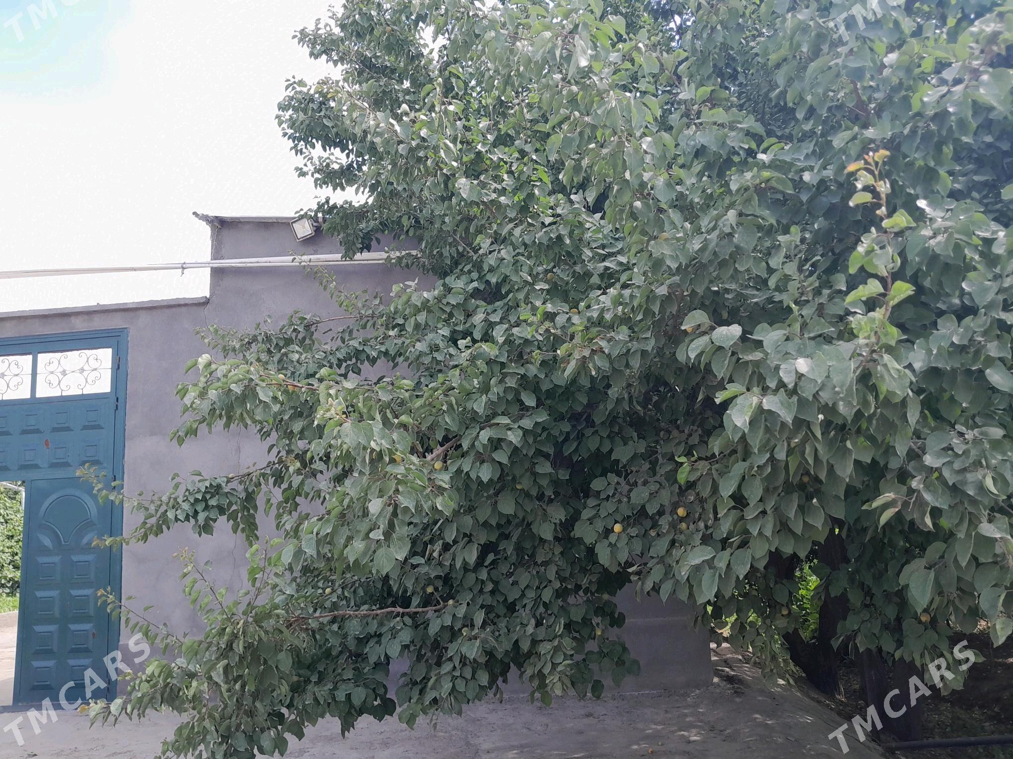 satlyk jay - Кёнеургенч - img 9