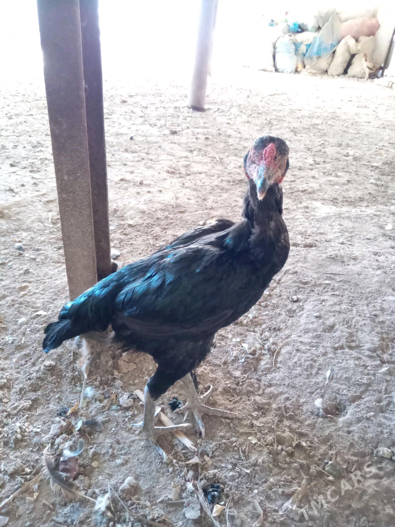 tawuk - Şabat etr. - img 2