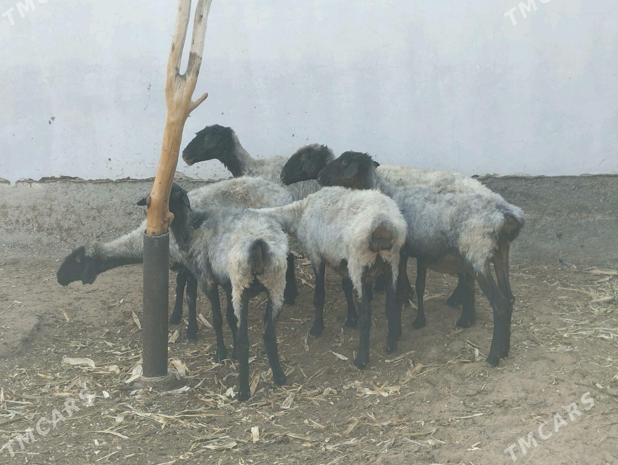 Bakmaly Ene Goyun - Ашхабад - img 2