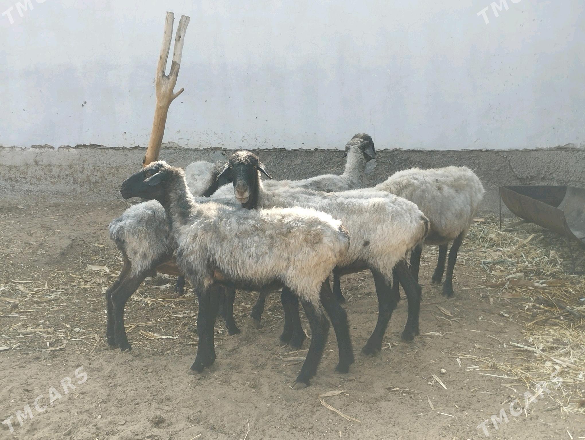 Bakmaly Ene Goyun - Ашхабад - img 3