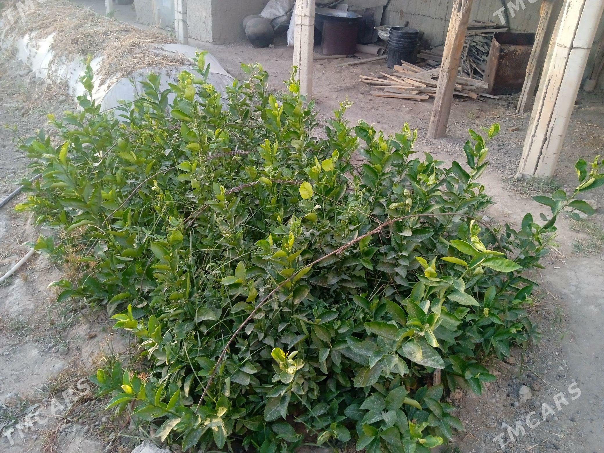 limon sitil - Gökdepe - img 1