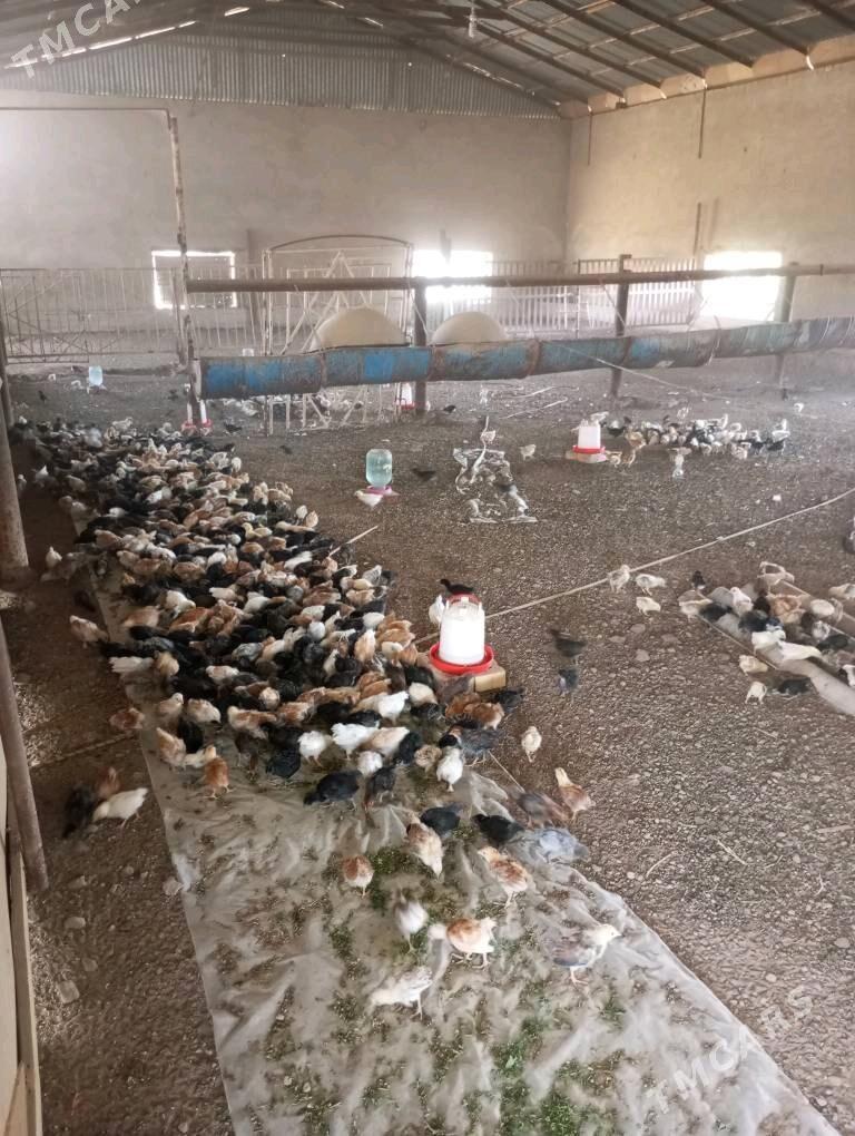 Satlyk jüýje - Mary - img 1