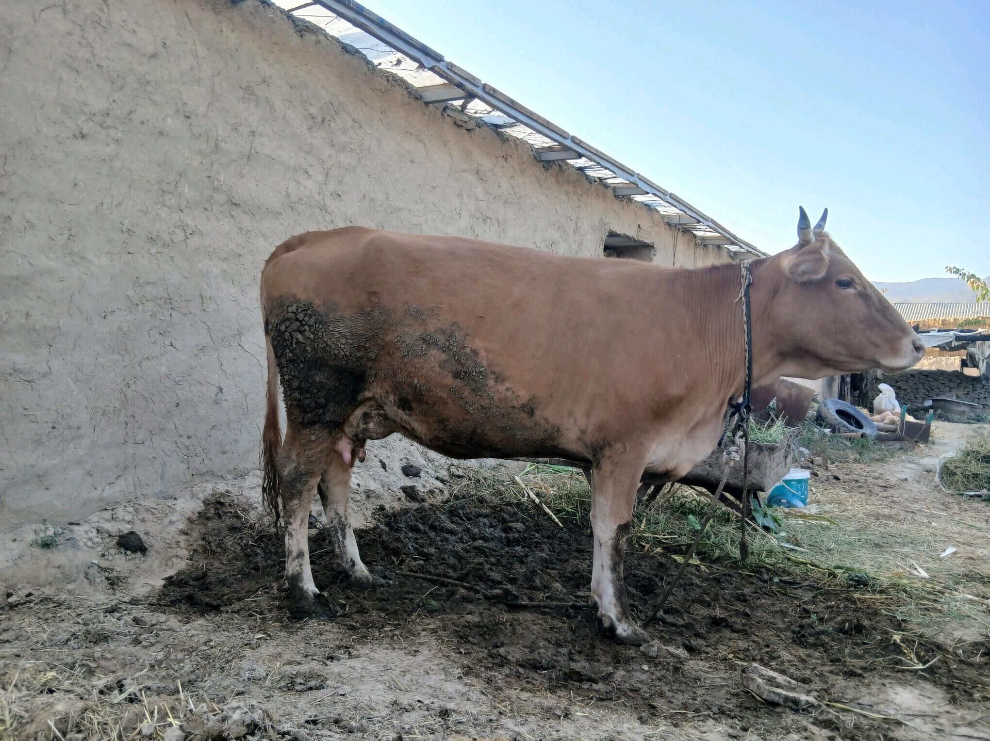 göleli sygyr - Bäherden - img 1