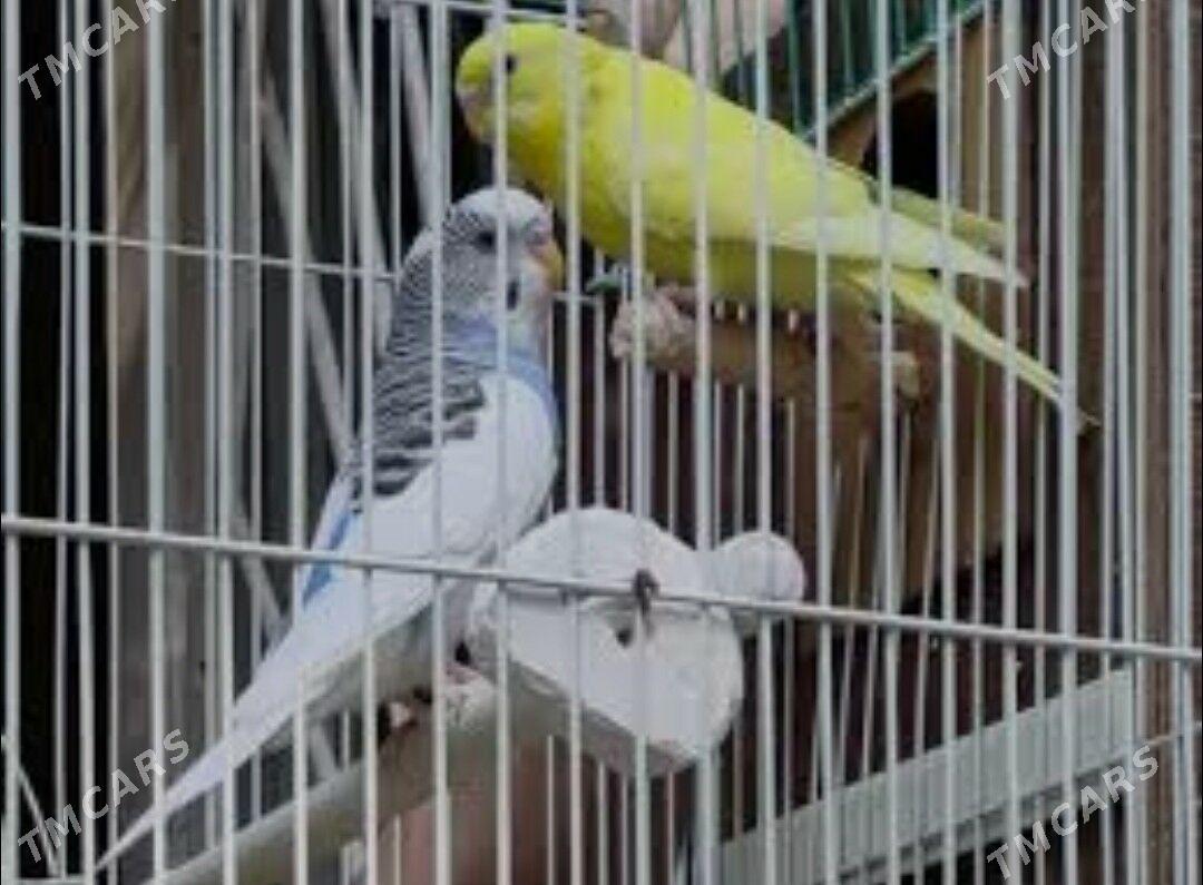 popugay toty gus - Aşgabat - img 1