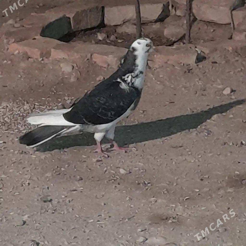 kepderi - Балканабат - img 3