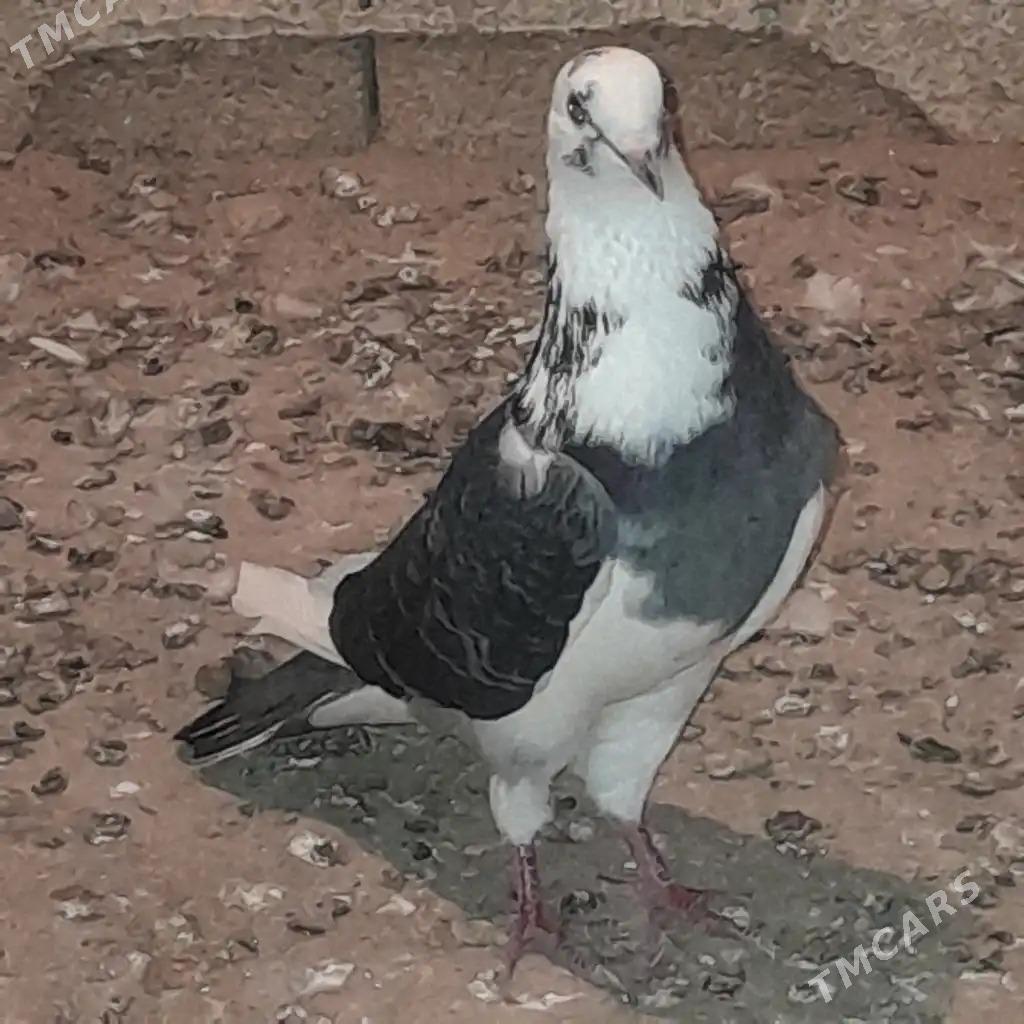 kepderi - Балканабат - img 2