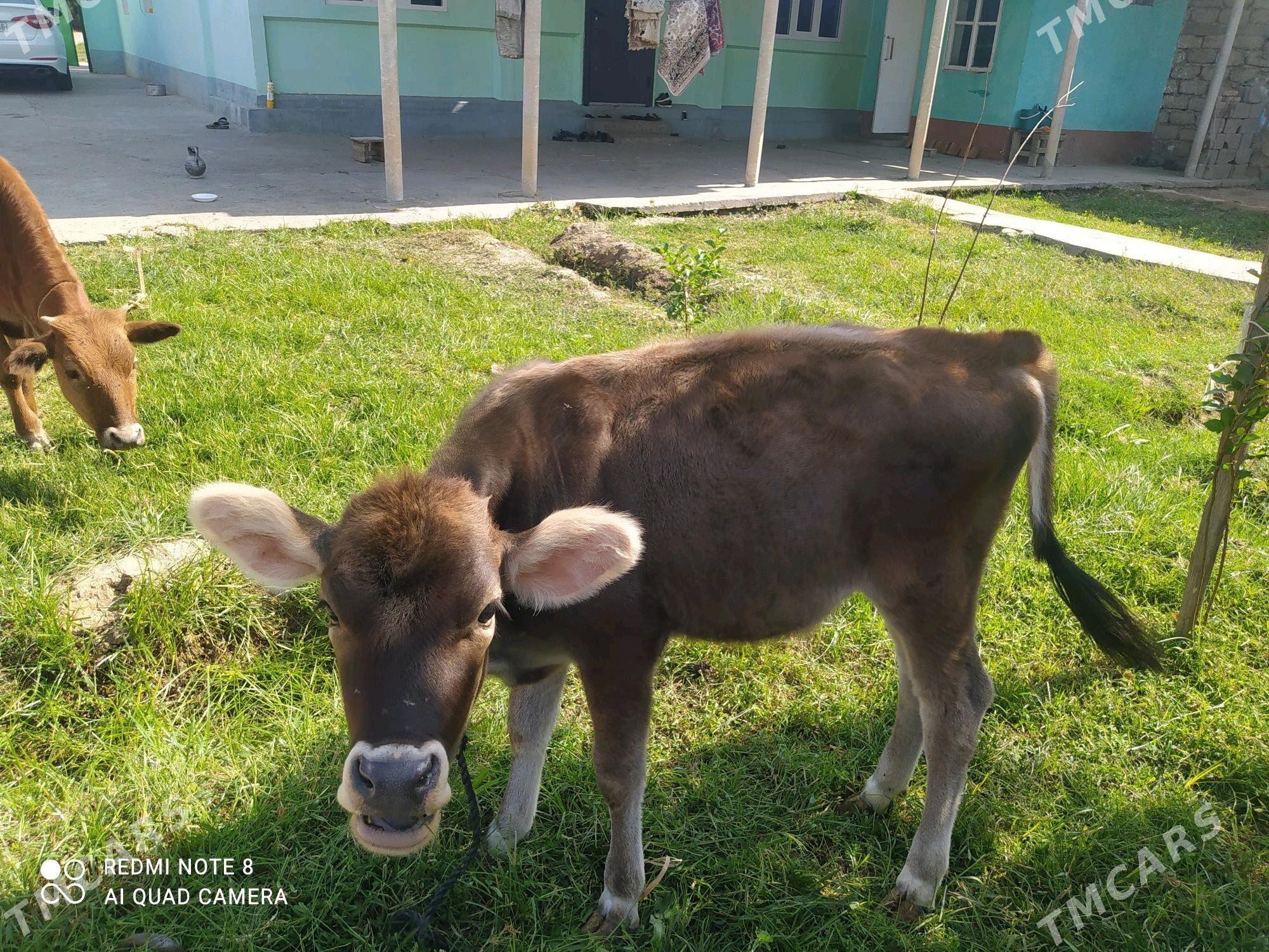 tohum tuwe - Aşgabat - img 2