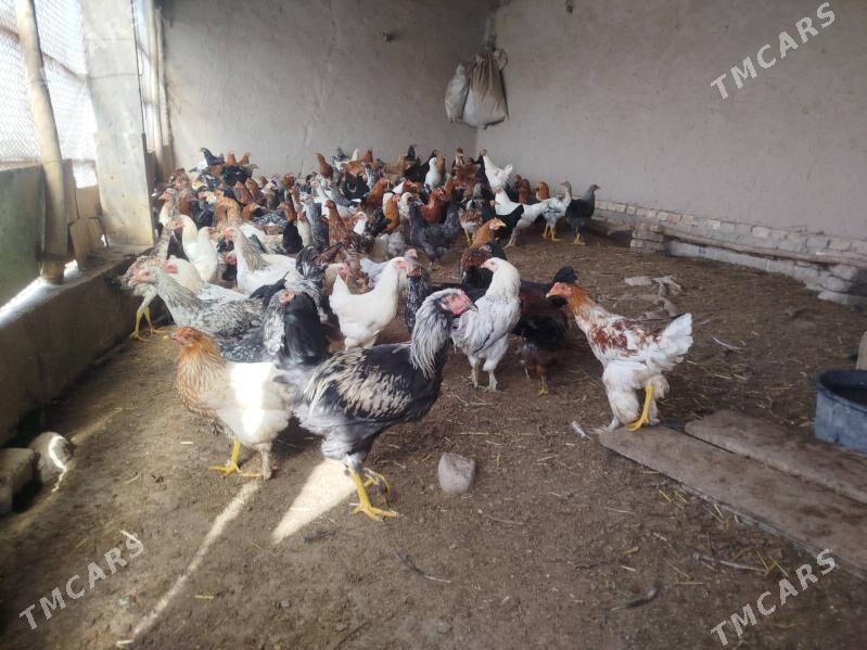 Towuklar - Şabat etr. - img 2