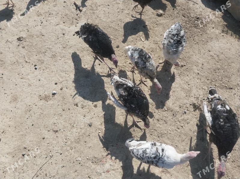 BGB - Гызыларбат - img 2