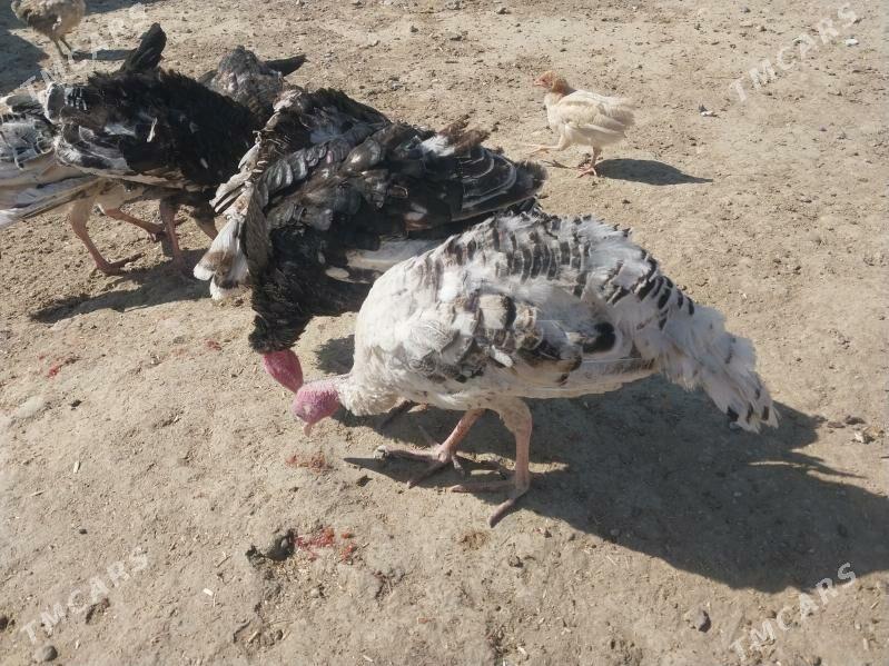 BGB - Гызыларбат - img 1