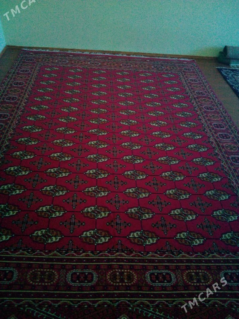 haly - Daşoguz - img 1