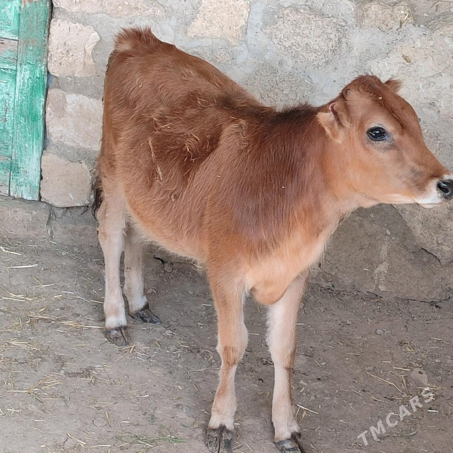 Göle - Bereket - img 3