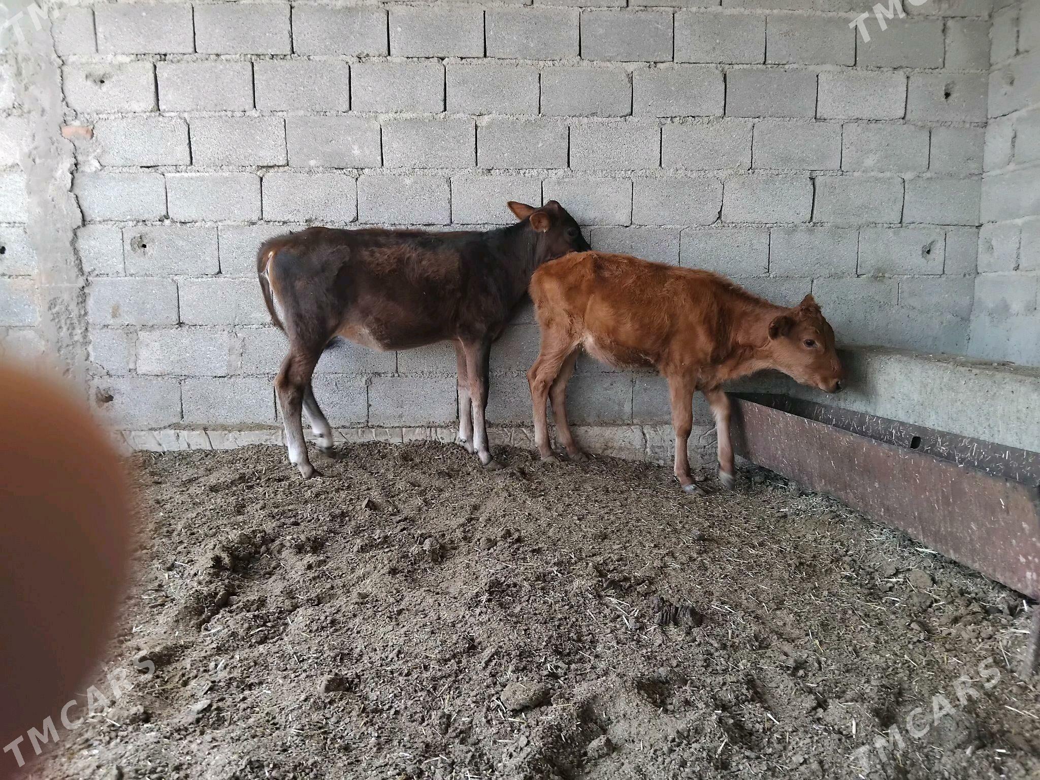 2 sanak tuwe - Bäherden - img 2