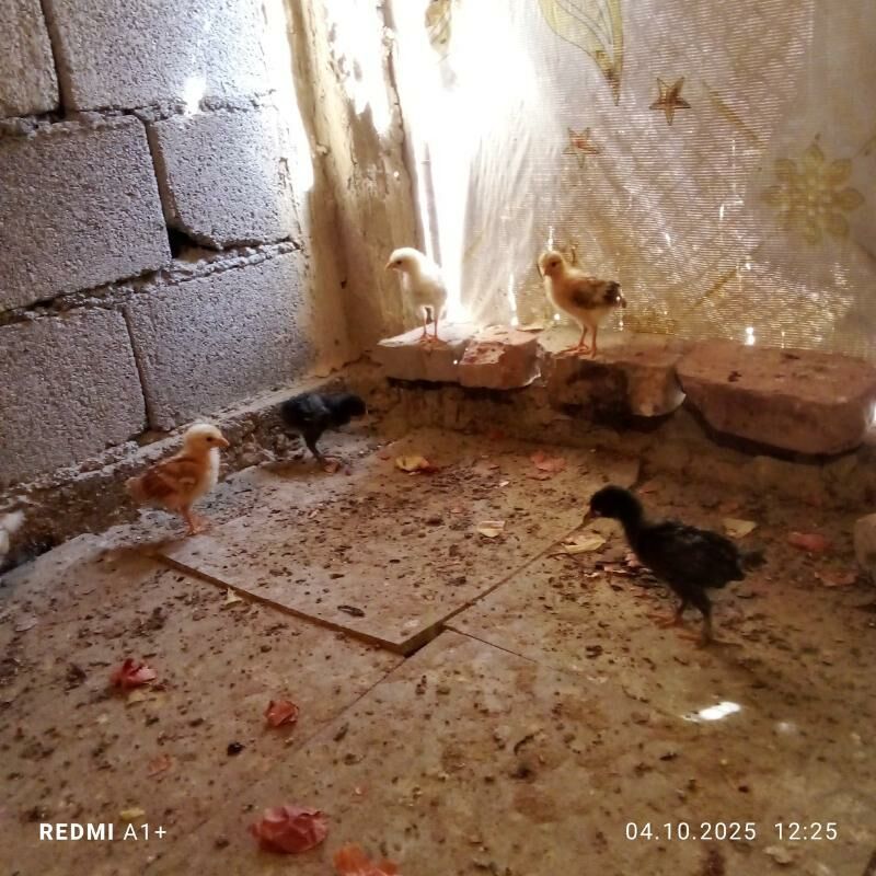 jüje sagdynja - Büzmeýin - img 2