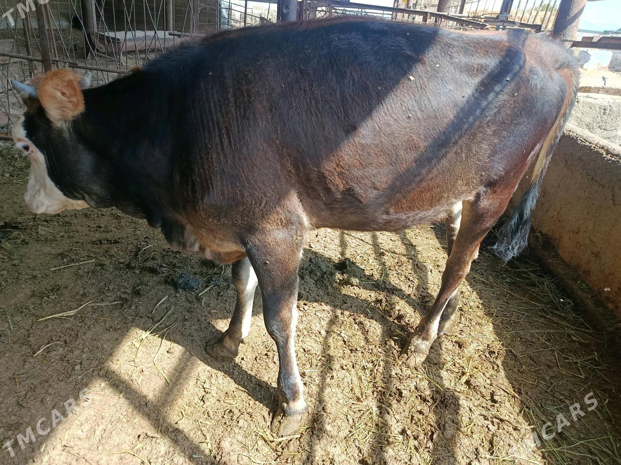 Tüwe. mal - Ak bugdaý etraby - img 3