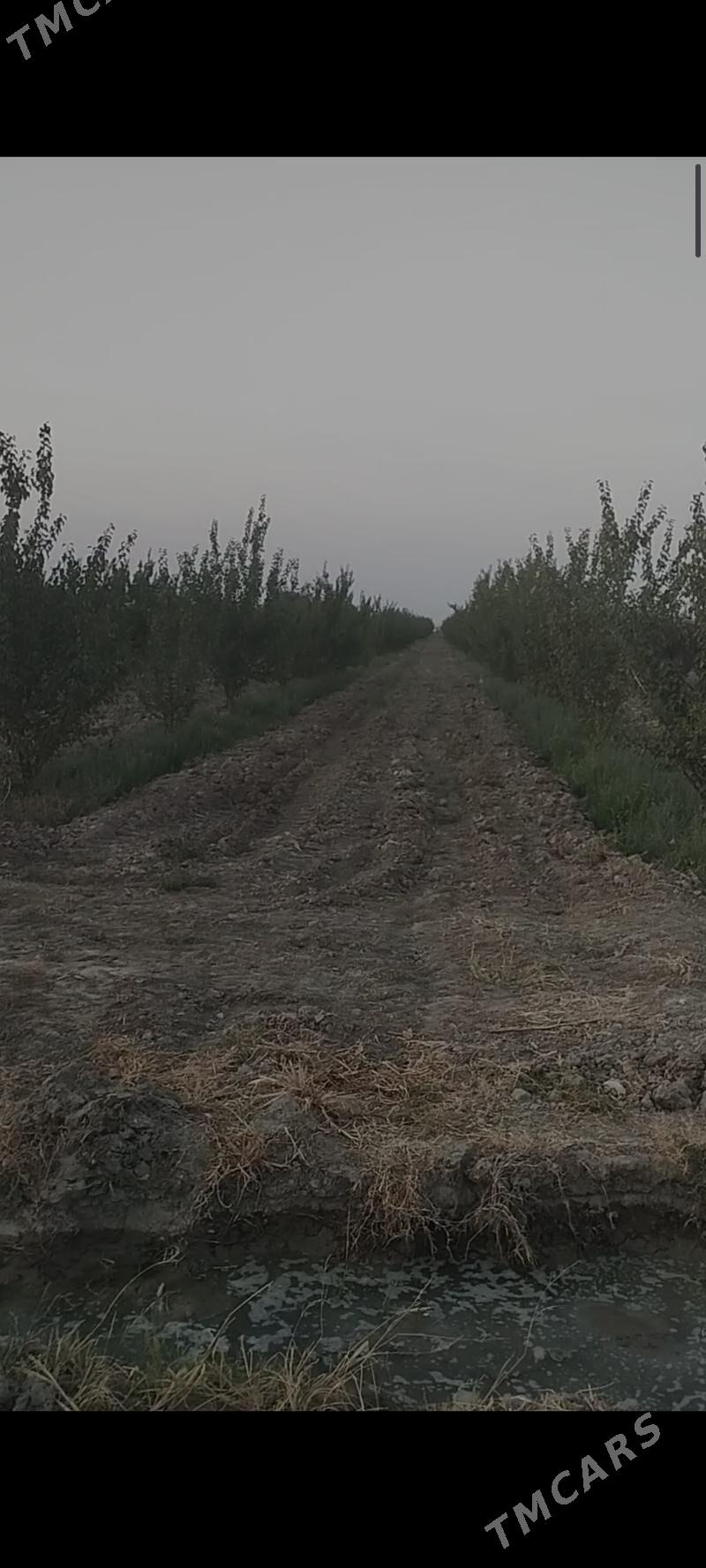 Ekin ýer - Gökdepe - img 2