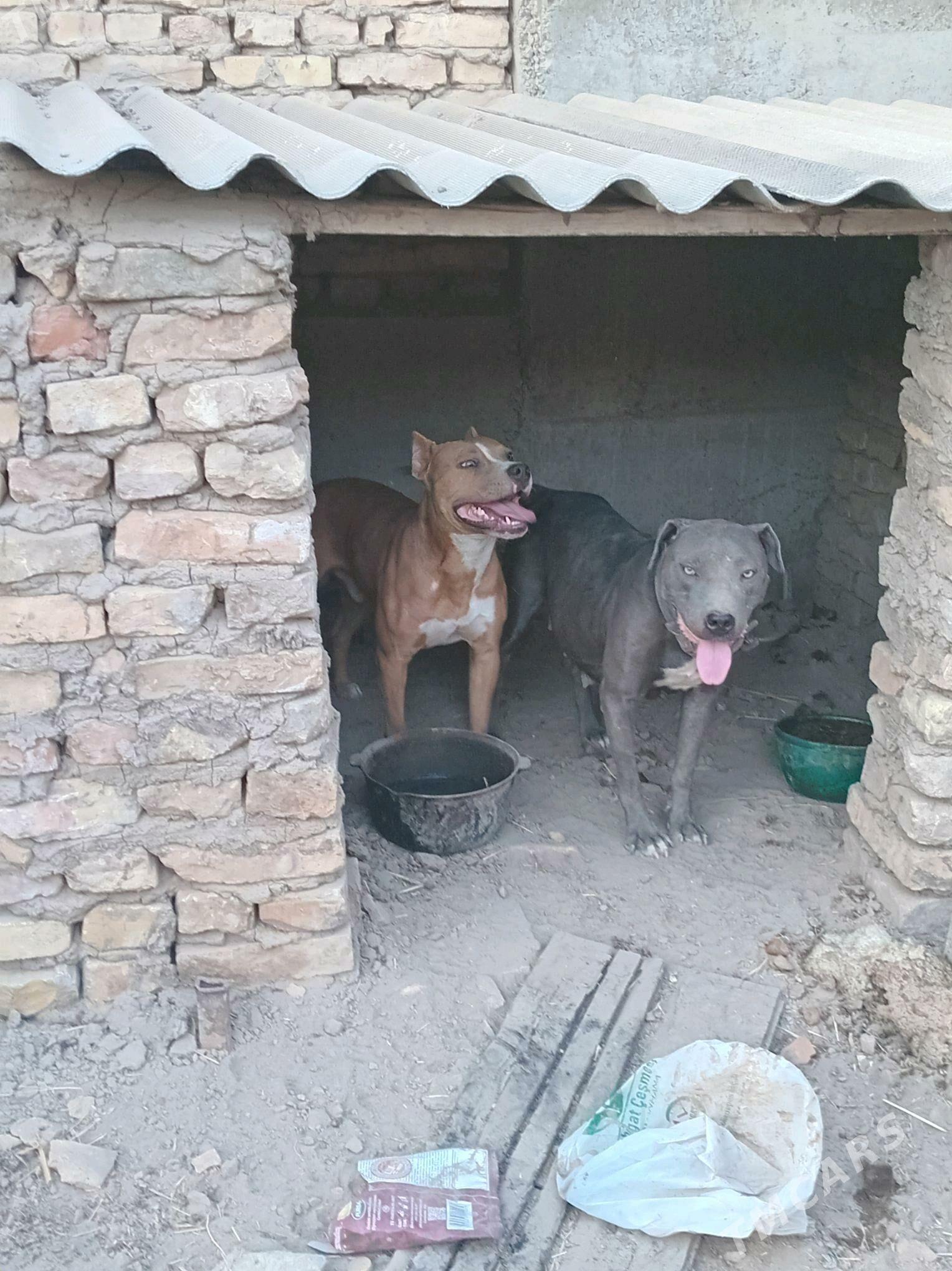 staff - Туркменабат - img 1