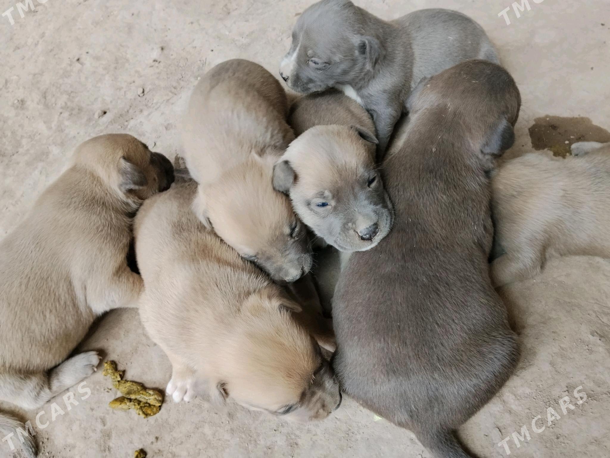 staff - Туркменабат - img 3