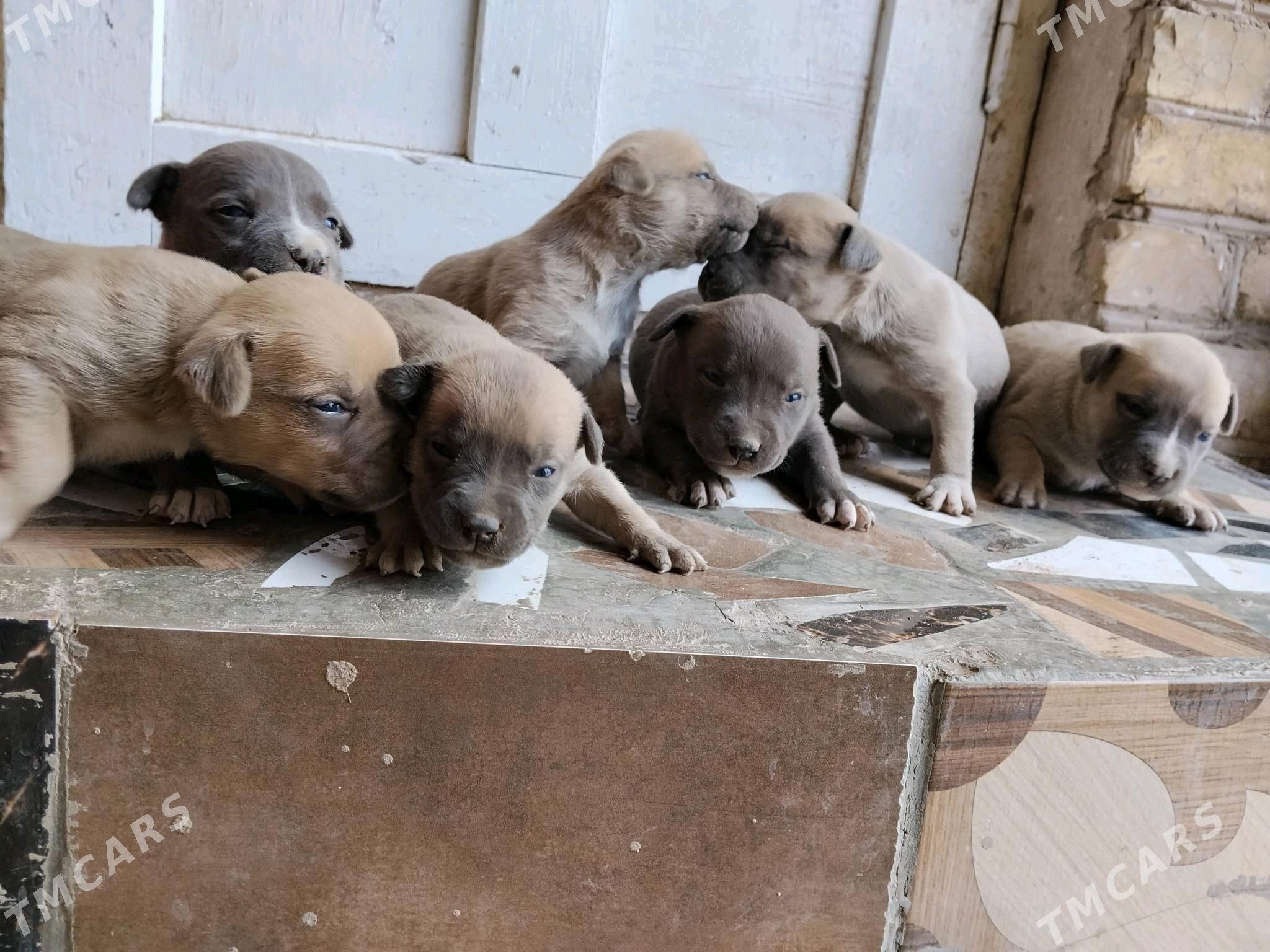 staff - Туркменабат - img 2