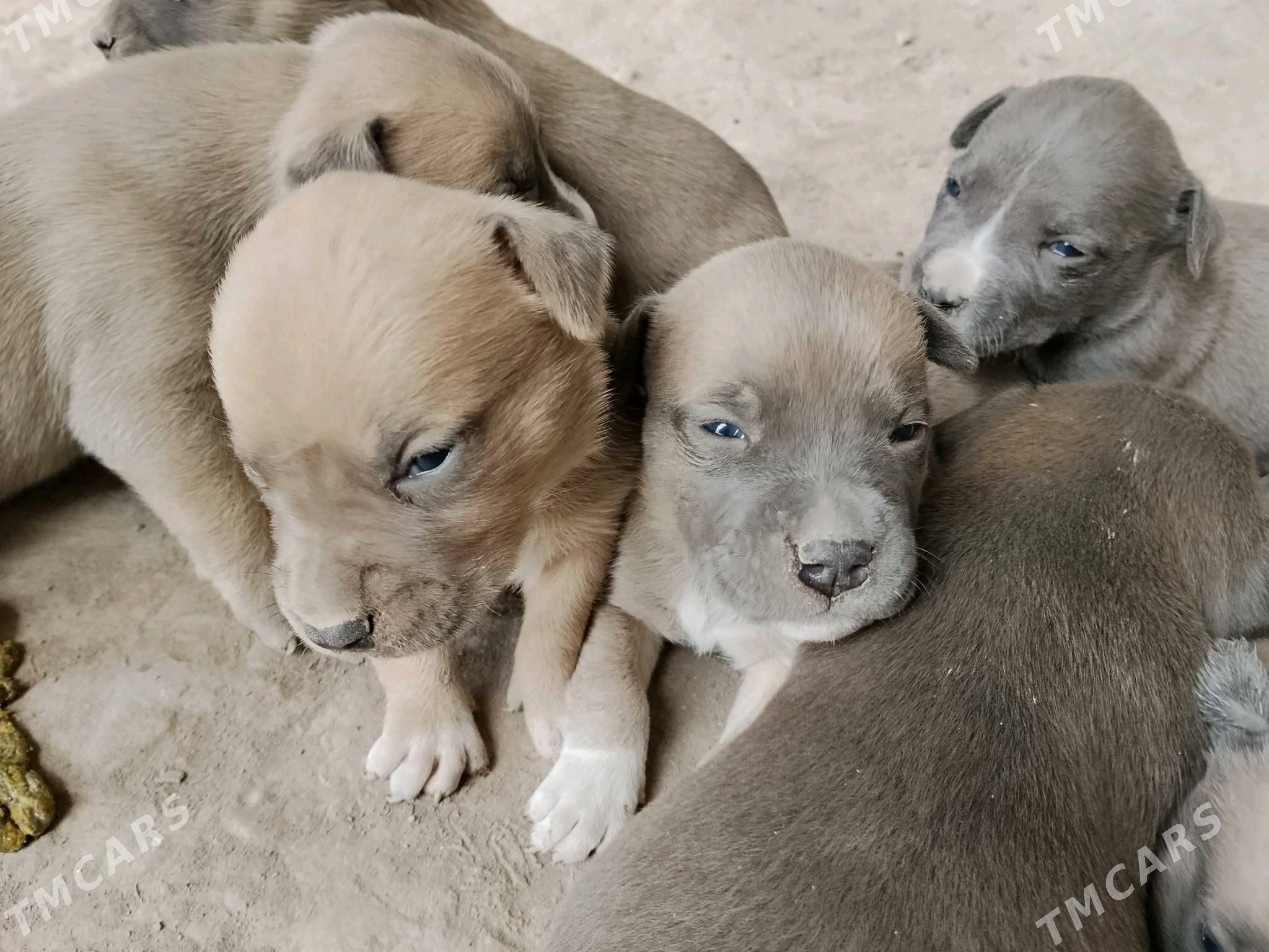 staff - Туркменабат - img 5