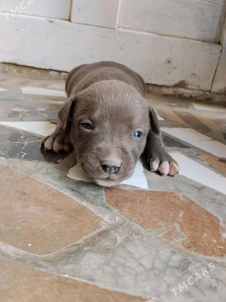 staff - Туркменабат - img 7