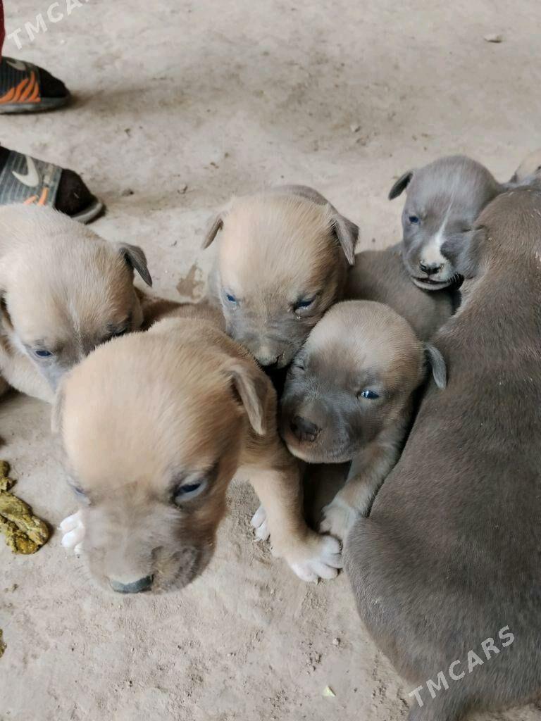 staff - Туркменабат - img 4