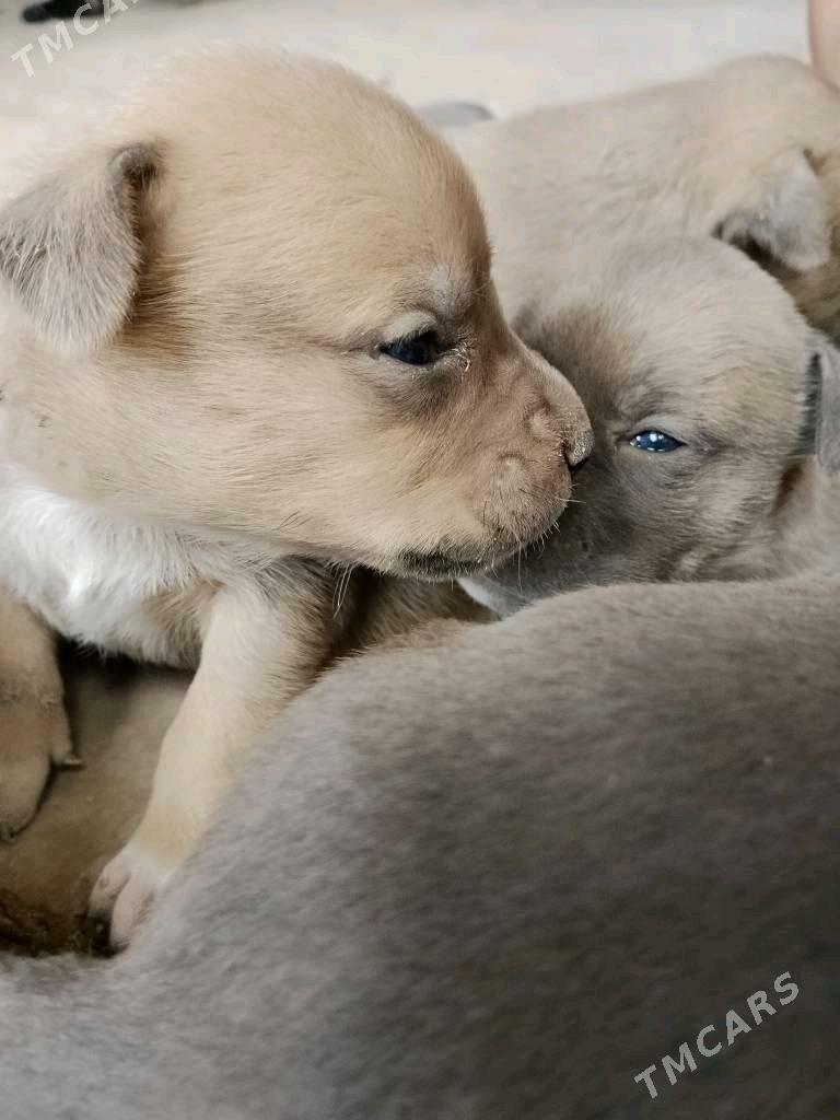 staff - Туркменабат - img 6